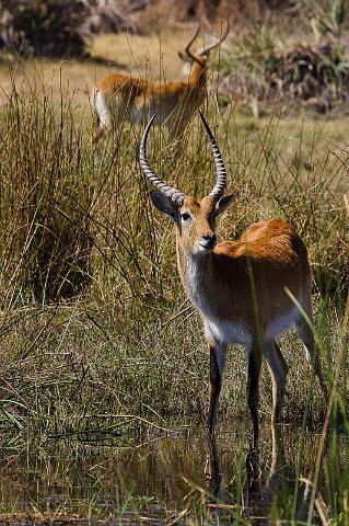 095 Okavango Delta, rode litschie.jpg